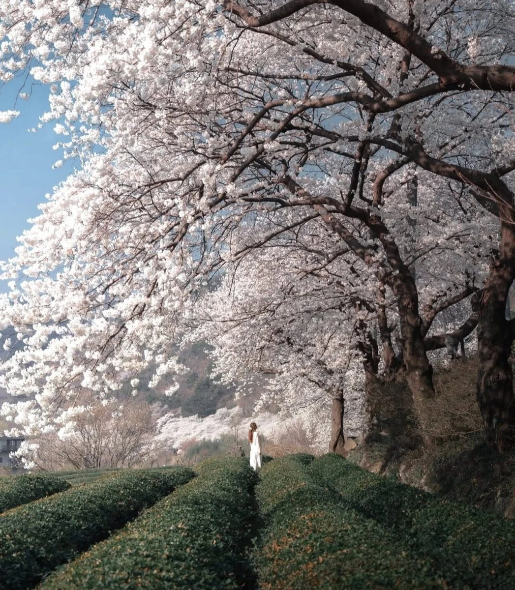 HADONG SIPRI CHERRY BLOSSOM ROAD – CON ĐƯỜNG HOA ANH ĐÀO ĐẸP NHƯ PHIM HÀN